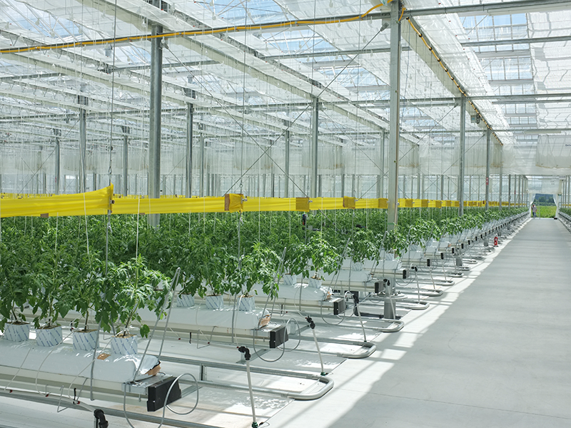 マキシマファームWebサイト